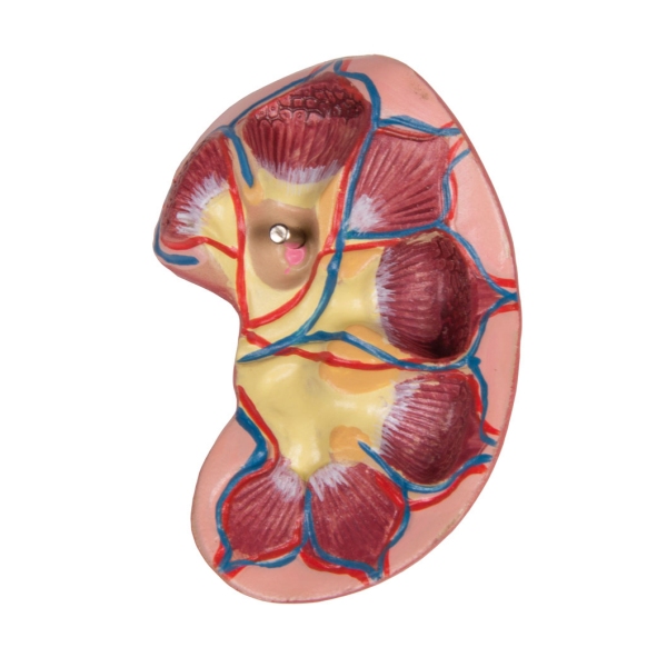 Torzo z odprtim hrbtom, 27-delni, dvospolni