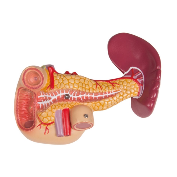 Torzo z odprtim hrbtom, 27-delni, dvospolni