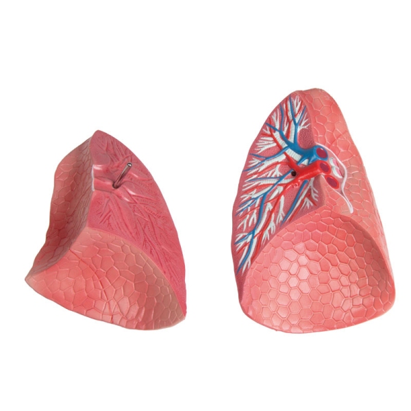 Torzo z odprtim hrbtom, 27-delni, dvospolni