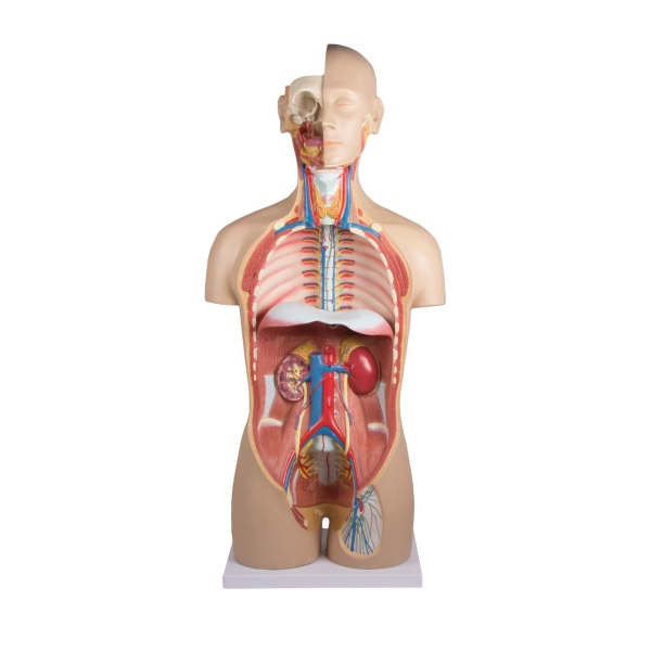 Torzo z odprtim hrbtom, 27-delni, dvospolni