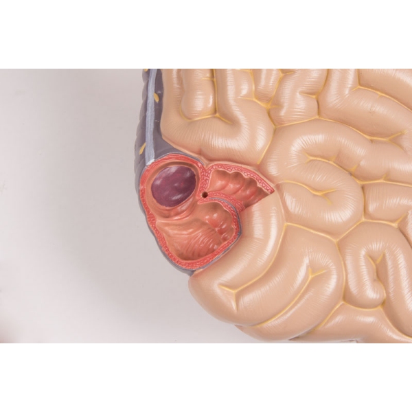 Torzo z odprtim hrbtom, 27-delni, dvospolni