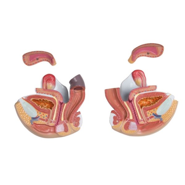 Torzo z odprtim hrbtom, 27-delni, dvospolni