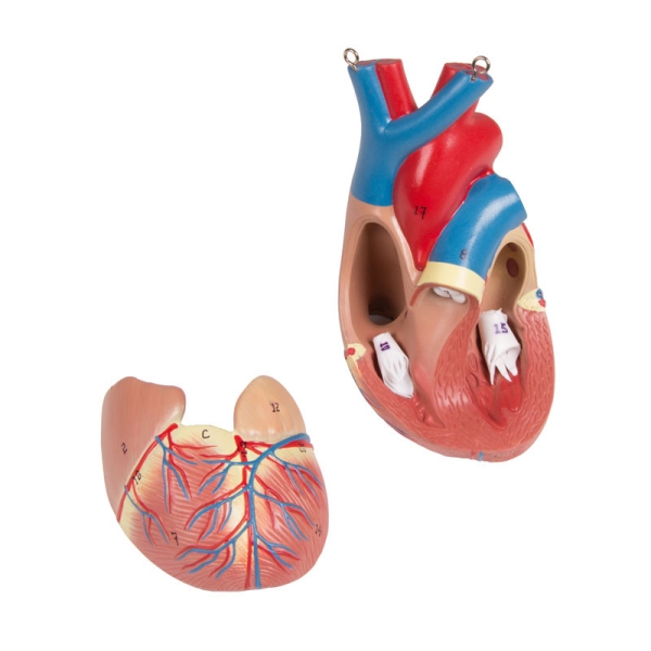 Torzo z odprtim hrbtom, 27-delni, dvospolni