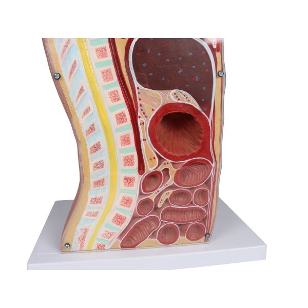 Torzo z odprtim hrbtom, 27-delni, dvospolni