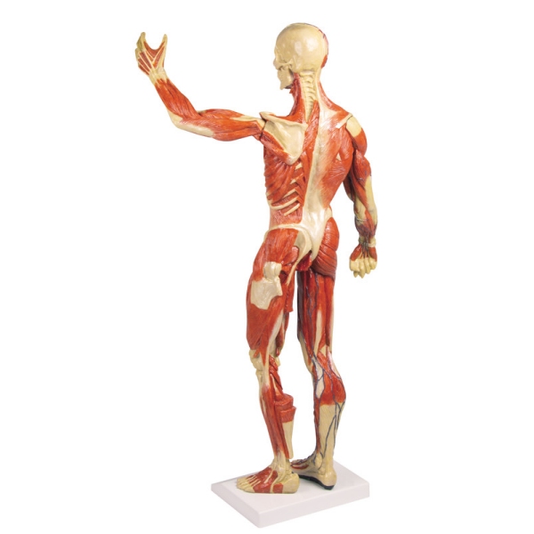 Mišična figura, 30 delov, 85 cm
