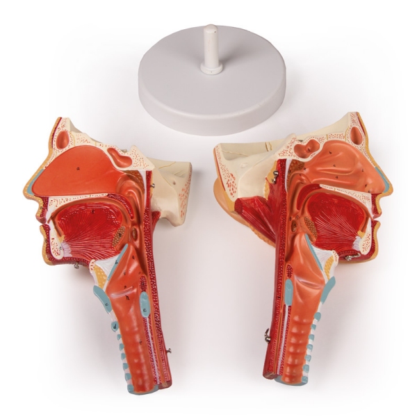 Glava z grlom in žrelom