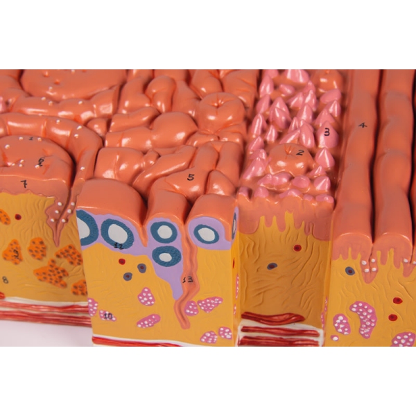 Jezik in tkivo jezika