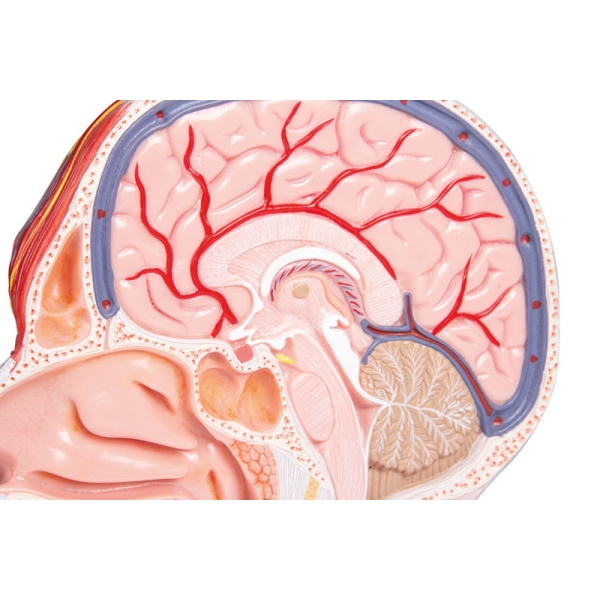 polovica glave, v naravni velikosti