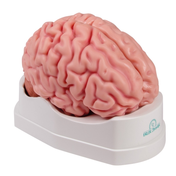 Anatomski model možganov v naravni velikosti, 5 delov - EZ Augmented Anatomy