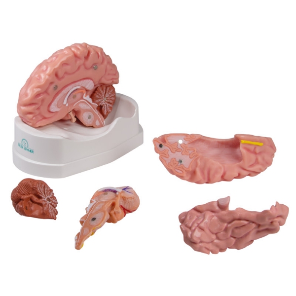 Anatomski model možganov v naravni velikosti, 5 delov - EZ Augmented Anatomy