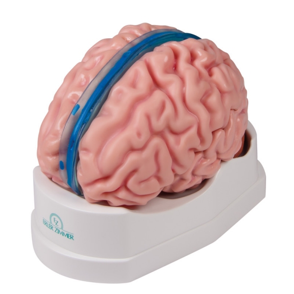 Anatomski model možganov v naravni velikosti, 5 delov - EZ Augmented Anatomy
