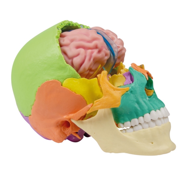 Anatomski model možganov v naravni velikosti, 5 delov - EZ Augmented Anatomy