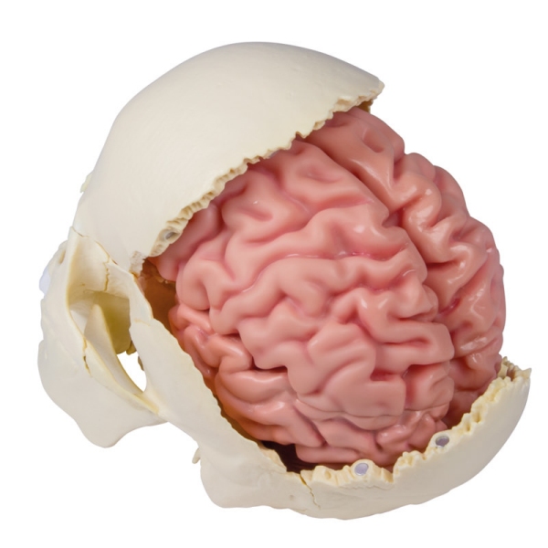 Anatomski model možganov v naravni velikosti, 5 delov - EZ Augmented Anatomy
