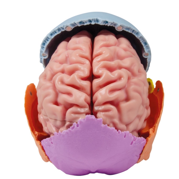 Anatomski model možganov v naravni velikosti, 5 delov - EZ Augmented Anatomy