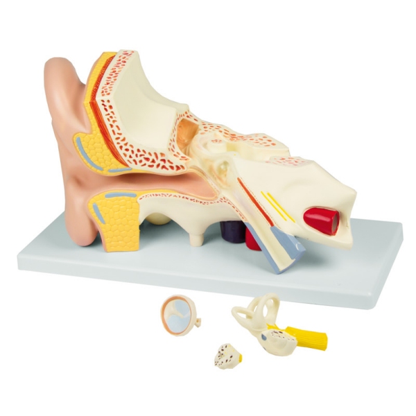 Uho, 3-krat večja velikost, 4 deli - EZ Augmented Anatomy