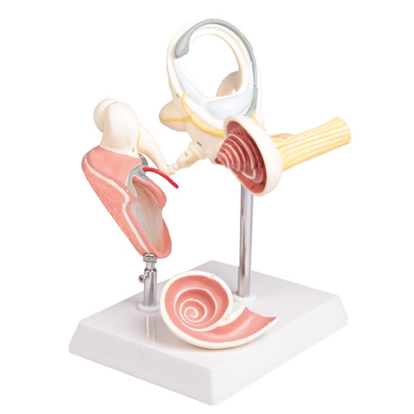 Labirint s koščicami in timpanično membrano