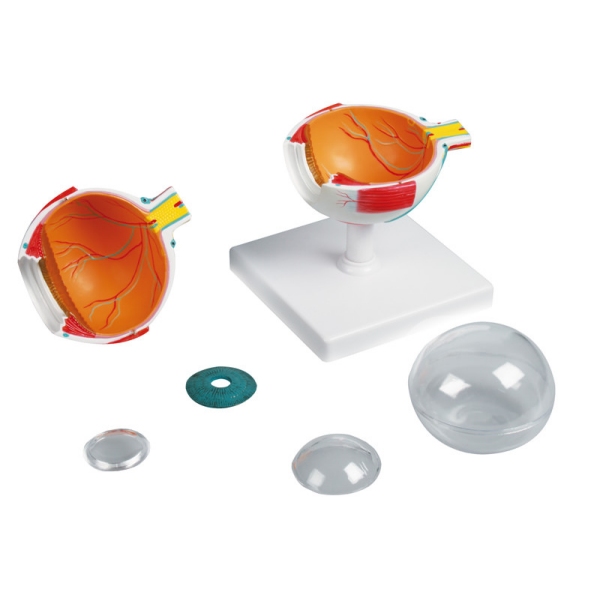 Model očesa v 4-kratni naravni velikosti, 6 delov - EZ Augmented Anatomy