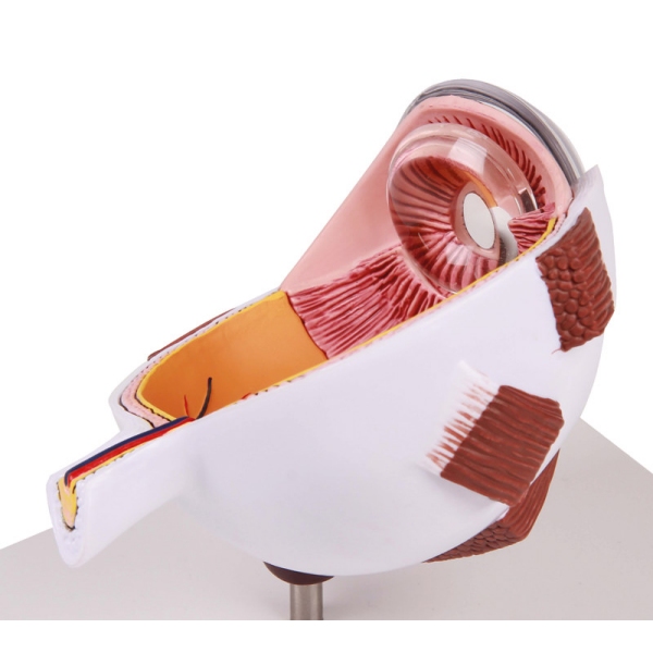 Povečana polovica očesa - EZ Augmented Anatomy