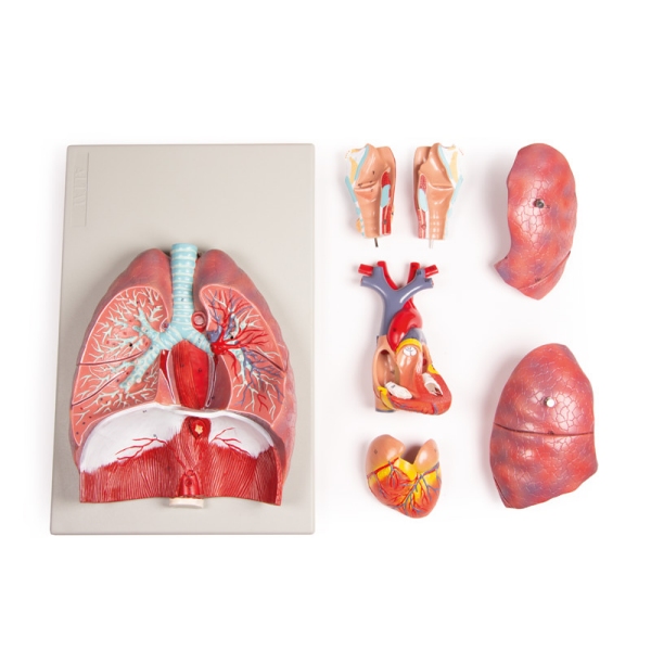 Pljuča, srce in žrelo, 7 delov