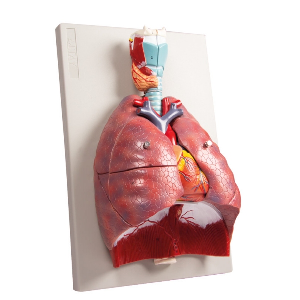 Pljuča, srce in žrelo, 7 delov