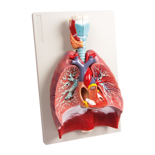 Pljuča, srce in žrelo, 7 delov