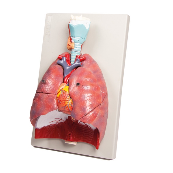 Pljuča, srce in žrelo, 7 delov