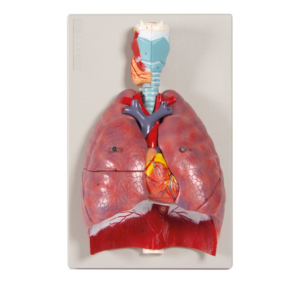 Pljuča, srce in žrelo, 7 delov