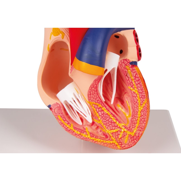 Model srca, 2 dela, s prevodnim sistemom