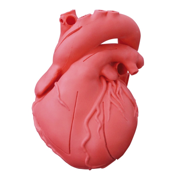 Model srca, prilagodljiva, didaktična različica