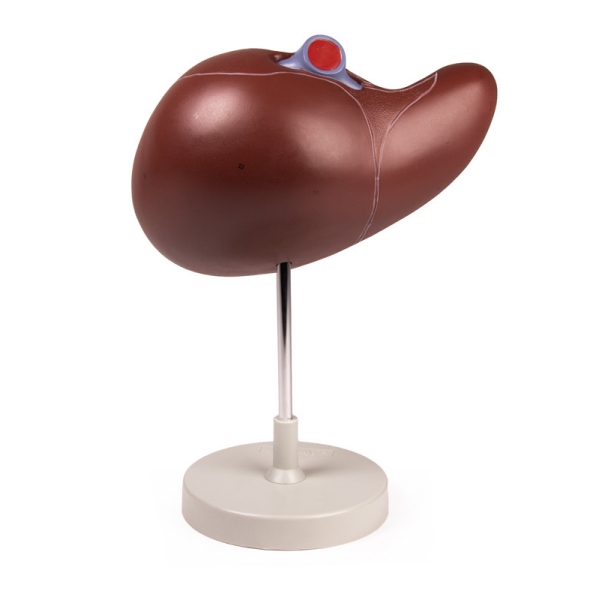 Človeška jetra v 1,5-kratni naravni velikosti