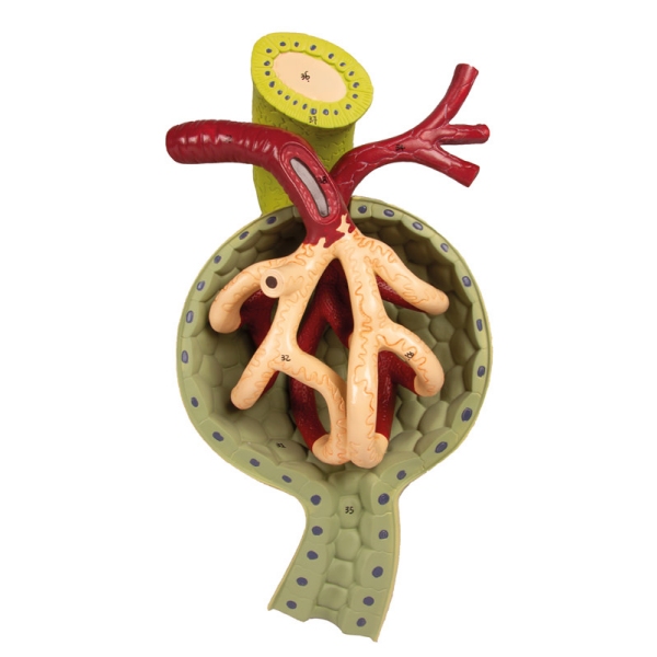 Razdelek ledvic z ledvičnim nefronom in ledvičnim telescem