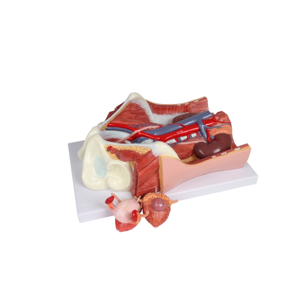 Urinski sistem, dvojni spol, 6 delov