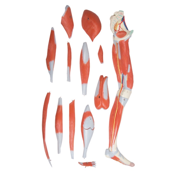 Mišice nog, 13-delne