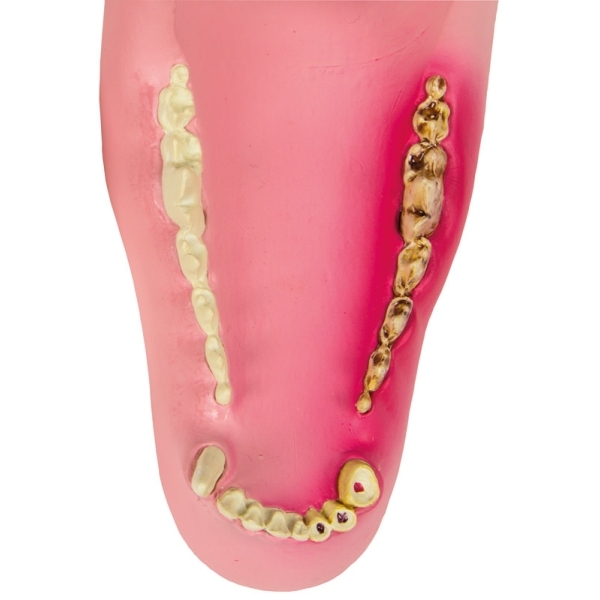 Pasja čeljust zdrava/boleča