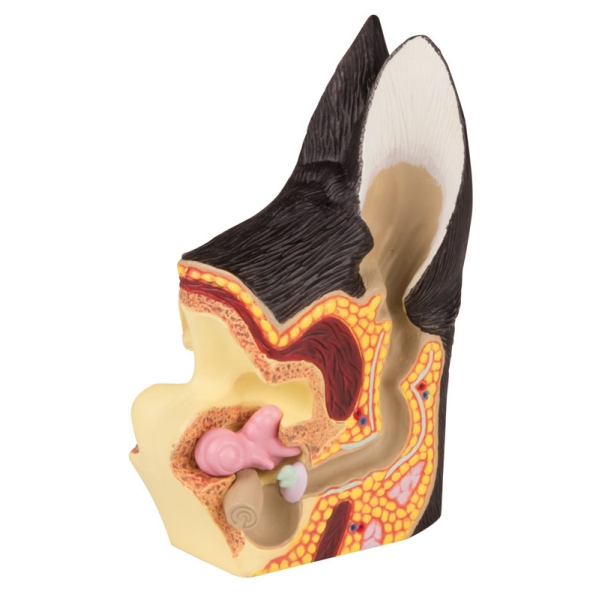 Pasje uho, zdravo/boleče