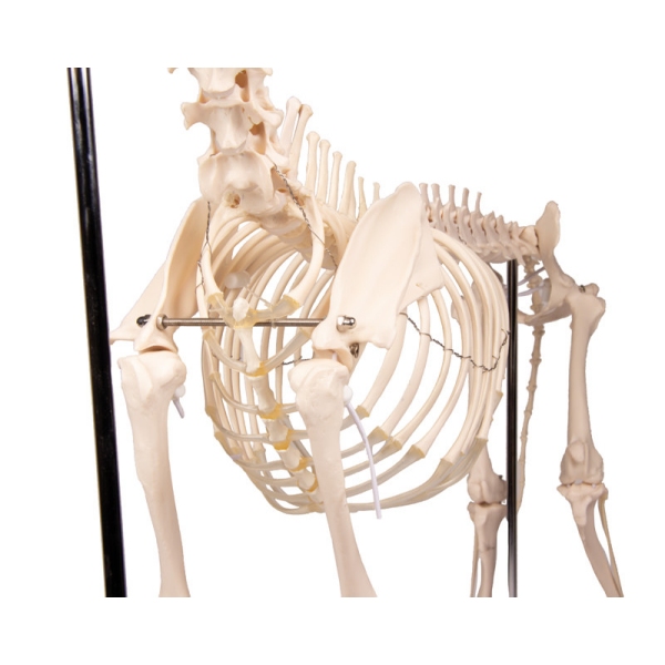 Okostje psa "Olaf", naravna velikost