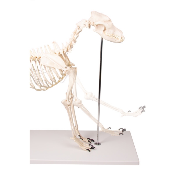 Okostje psa "Olaf", naravna velikost