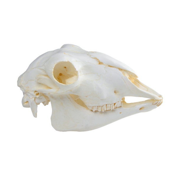 Lobanja, domača ovca, samica (Ovis aries)