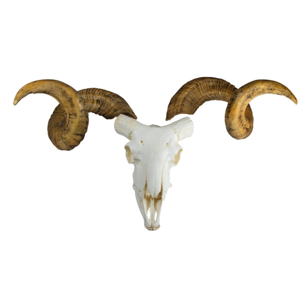 Lobanja in rogovje ovna merino (Ovis aries)