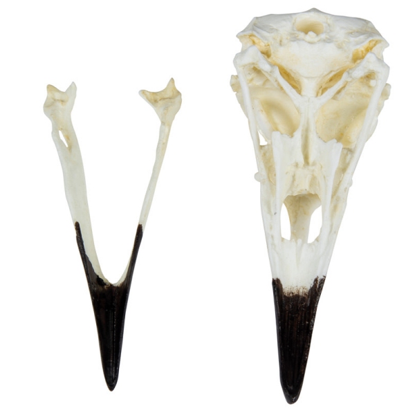 Lobanja, havran (Corvus corax)