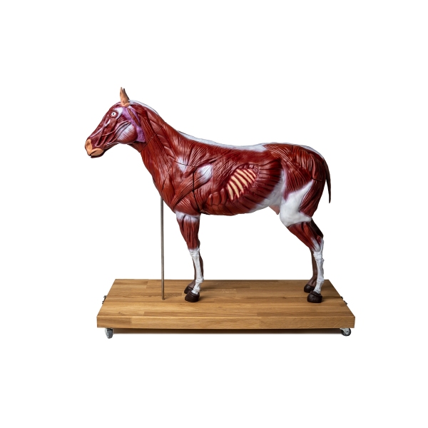 Model konja (kobile), 16 delov, 1/3 naravne velikosti