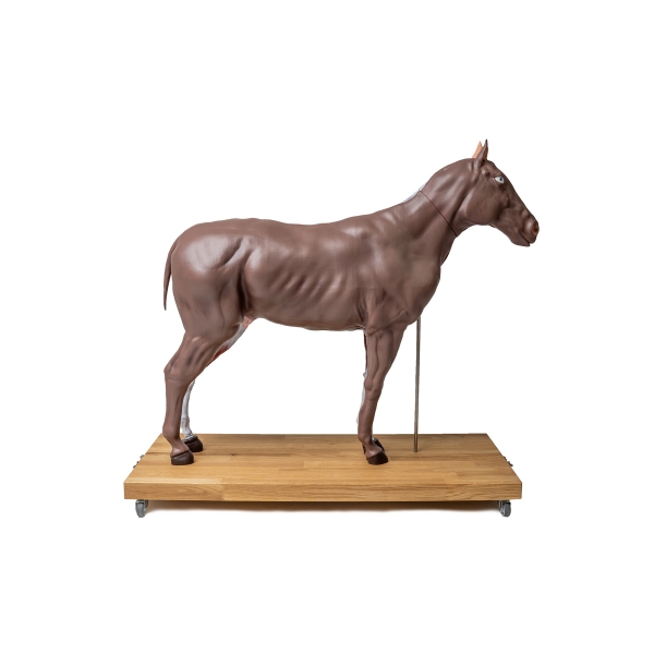 Model konja (kobile), 16 delov, 1/3 naravne velikosti