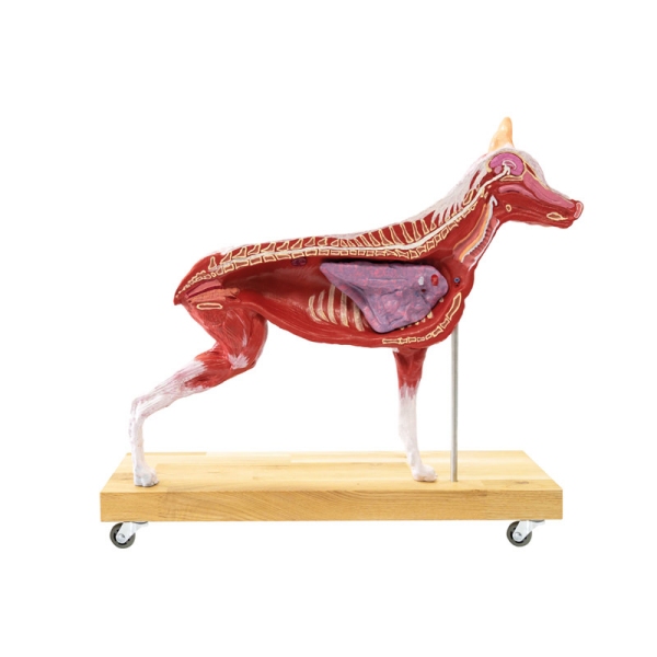 Model psa (nemški ovčar), 11 delov, 2/3 naravne velikosti