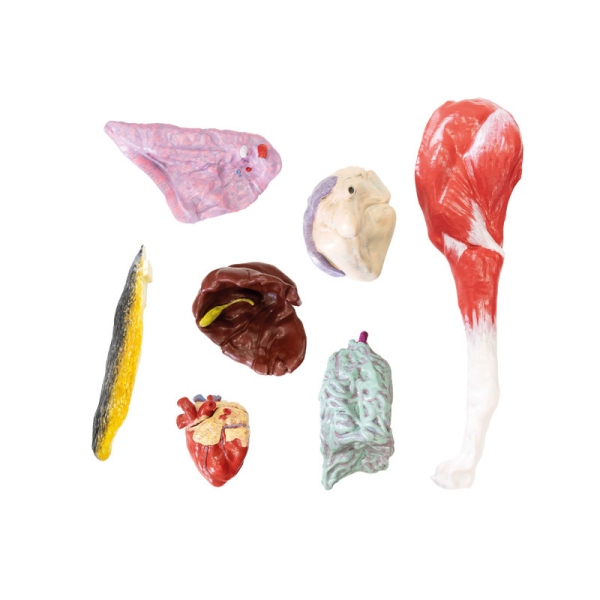 Model psa (nemški ovčar), 11 delov, 2/3 naravne velikosti