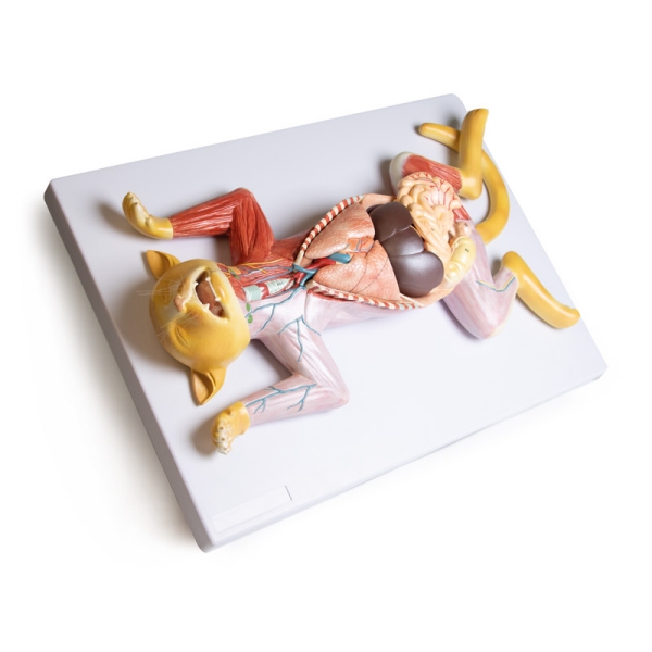 Model disekcije noseče mačke