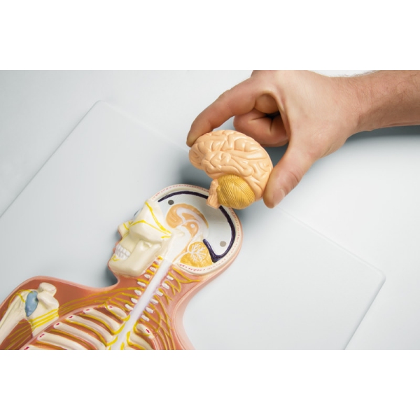 Živčni sistem, ½ naravne velikosti