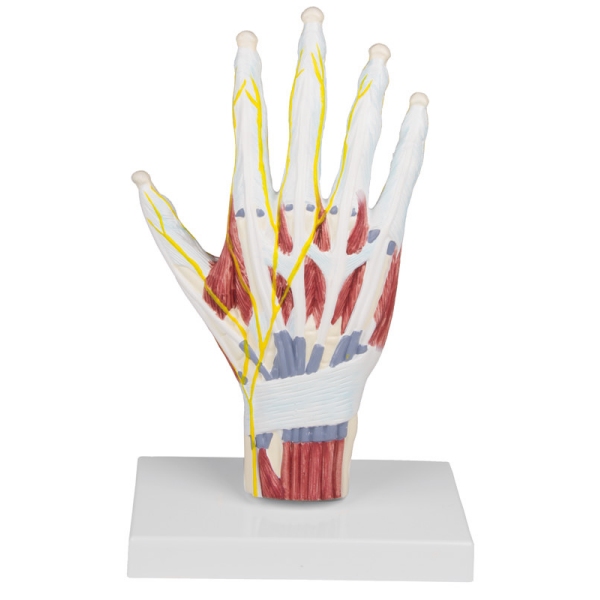 Model anatomske strukture roke