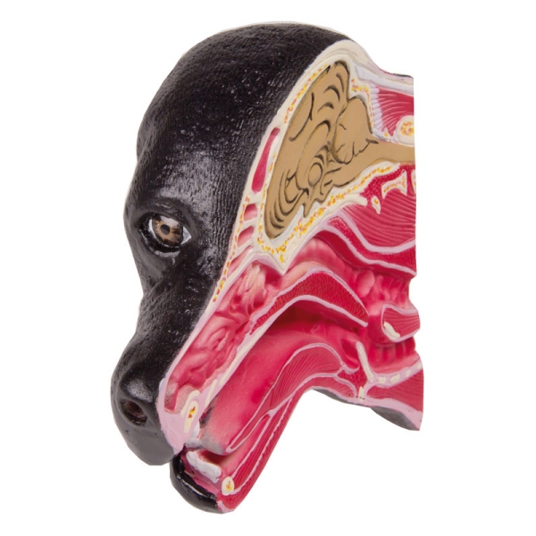 Srednji del pasje glave