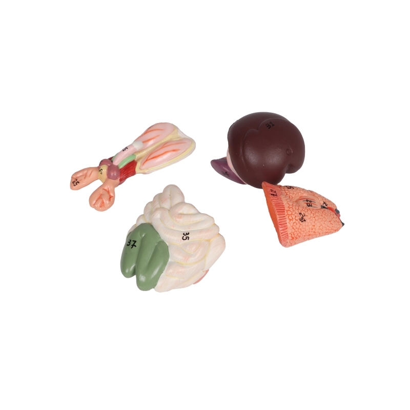 Model disekcije podgane