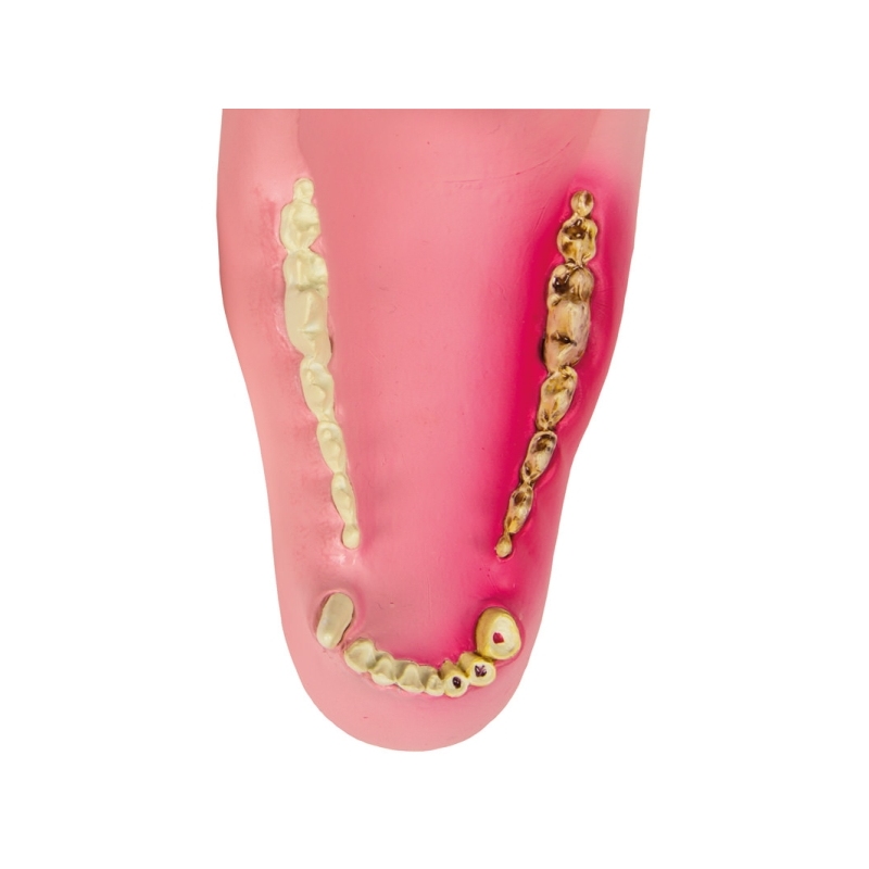 Pasja čeljust zdrava/boleča